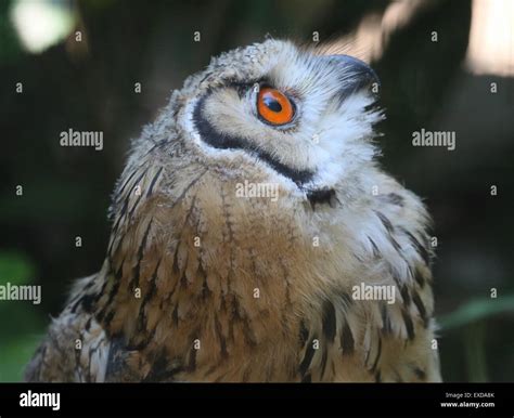 Indian Eagle Owl Bubo Bengalensis Akarock Eagle Owl Or Bengal
