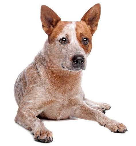 Red Heeler Breed Information Facts And Pictures