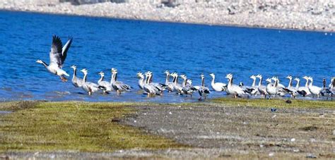 Rise Likely In Migratory Bird Count In Pong Dam Wetland The Tribune India