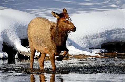 Yellowstone Cow Elk Photograph By Brian Wartchow Pixels