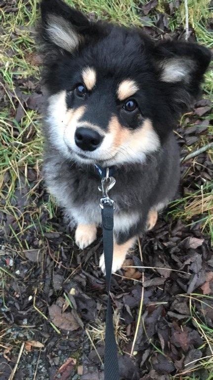Just Wanted To Share My Adorable New Puppy Finnish Lapphundkeeshond