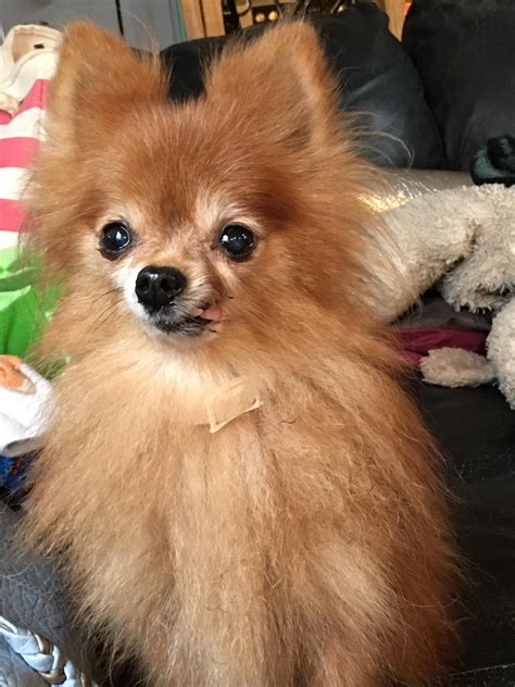 My Brothers 11 Yr Old Pomeranian Has A Permanent Blop Due To Missing