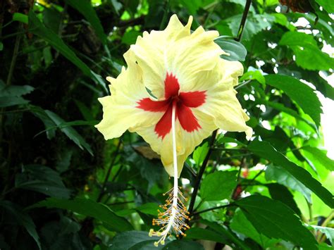 Flowers And Leaves Is In Costa Rica Plants 1 Photo 1167597