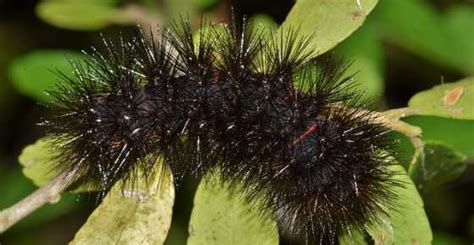 16 Black Caterpillars Including Fuzzy Visual Identification Guide