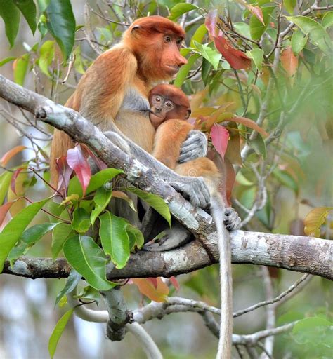 Female Of Proboscis Monkey On A Tree In The Wild Green Rainforest On