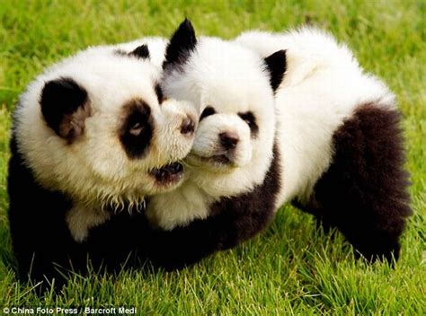 Panda Dogs And Tiger Dogs Are Popular In China