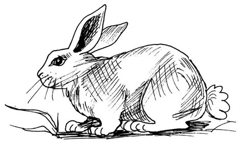 Apprenez à dessiner un lapin.prenez votre papier, votre crayon et commençons à dessiner!merci d'avoir regardé ma vidéo!veuillez aimer ma vidéo et n'oubliez p. Dessin lapin - Education environnement, nature, patrimoine