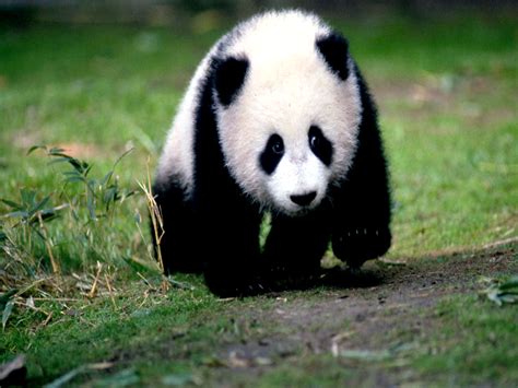 Free Download Cute Colorful Panda Picture White Bear Baby Panda Hd