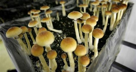 Oregon Becomes First State In The Us To Legalize Magic Mushrooms