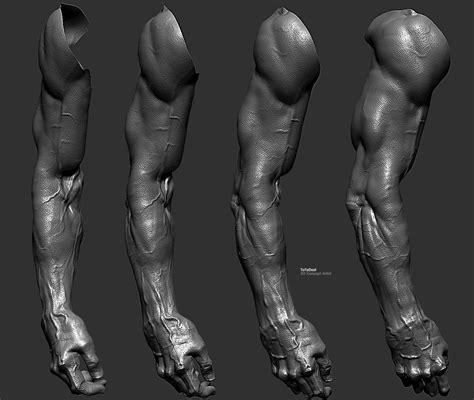 Artstation Arm Study Toto Dost Sculpting Anatomy Study Arm Anatomy