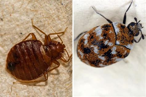 Bed Bug Baby Black Carpet Beetle Larvae