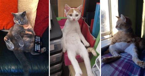 Animals Sitting Suspiciously Like Humans In 2023 Cat Sitting Cat