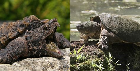 What S The Difference Common Snapping Turtle Vs Alligator Snapping