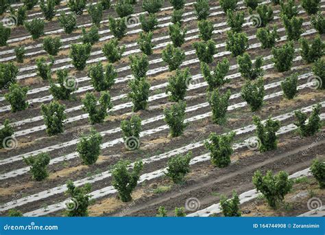 Hazelnut Orchard In Spring Stock Photo Image Of Land