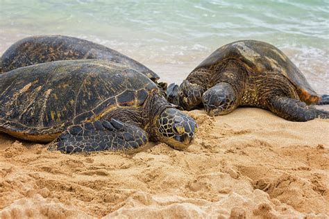 Hawaiian Green Sea Turtles Oahu Hawaii Photograph By Brian Harig
