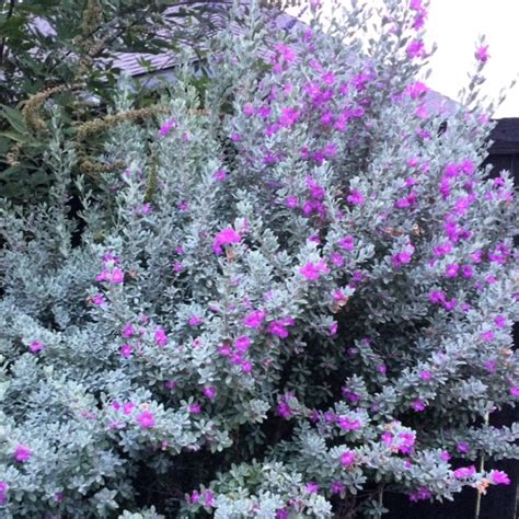 We can enjoy the beautiful sight of purple flowering trees on any size landscape! Blooming Texas Sage - A Sign of Rain?