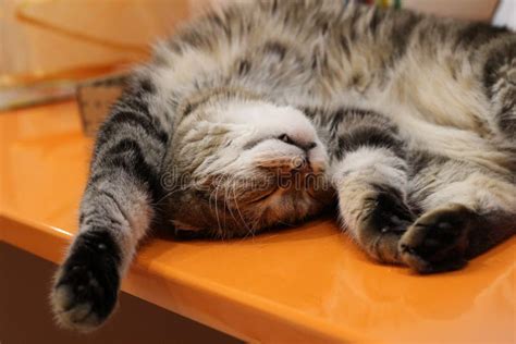 Sleeping Cat On His Back Striped Friend A Lop Eared Grey Cat With