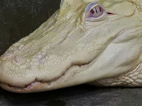 Albino Alligator Photograph By Kenneth Summers