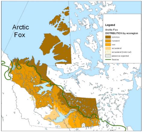 Arctic Fox Environment And Natural Resources