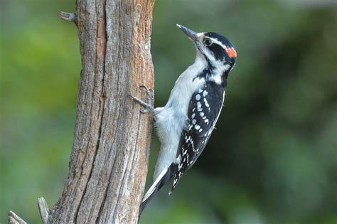 Everything You Need To Know About Woodpeckers In Ohio