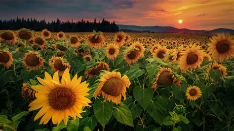Sunflower Field In The Sunset Backiee