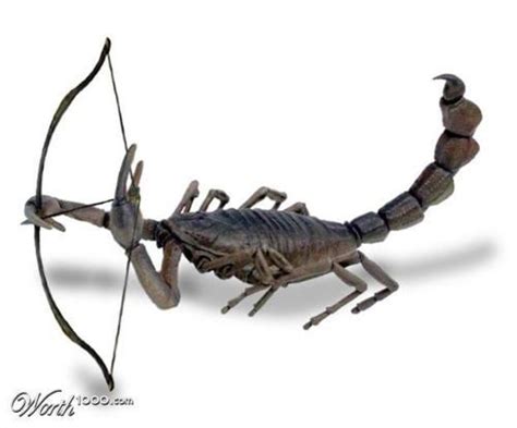 I was born on 11/25, though. scorpio sagittarius cusp | Scorpio sagittarius cusp ...