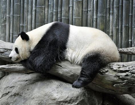 Ursul Panda Gigant Din Ce Motive Se Află Această Specie în Pragul