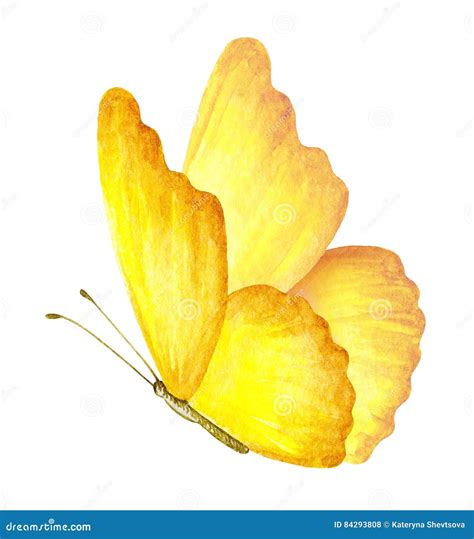 Yellow Butterfly Watercolor Stock Illustrations Yellow