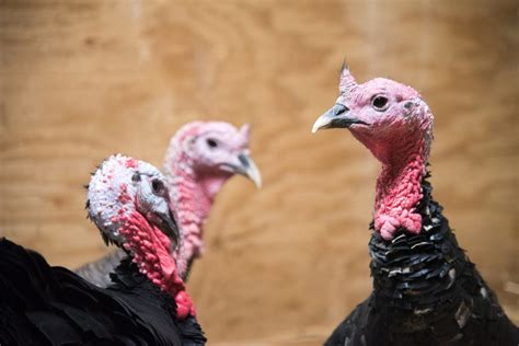 Turkeys Farm Animals Farm Sanctuary