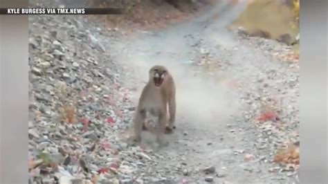 Watch Hikers Terrifying Encounter With Cougar Caught On Camera Boston News Weather Sports