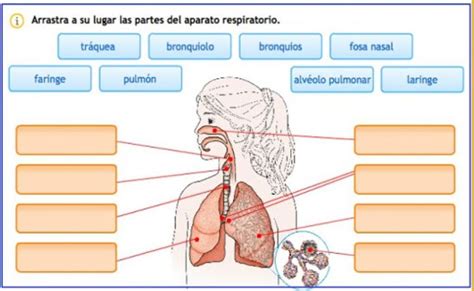 El Sistema Respiratorio Ficha Interactiva Y Descargable Puedes Hacer