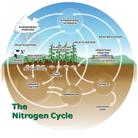 Managing Plant Nutrients Nitrogen Sources For Organic Crop Production