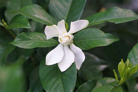 Arabian Jasmine Care And Growing Guide