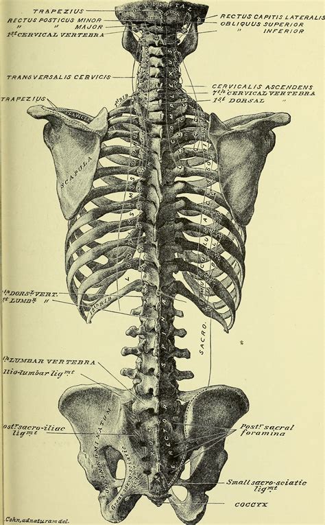 Stabilizes log muscle segments of back of rib cage wall, and make them move in connect with either the rib elevation or depression caused by. 11 Ways to Reduce Chest and Rib Pain Caused by COPD