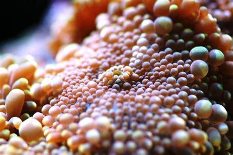 Ricordea Macro Shots Nano Reef Community
