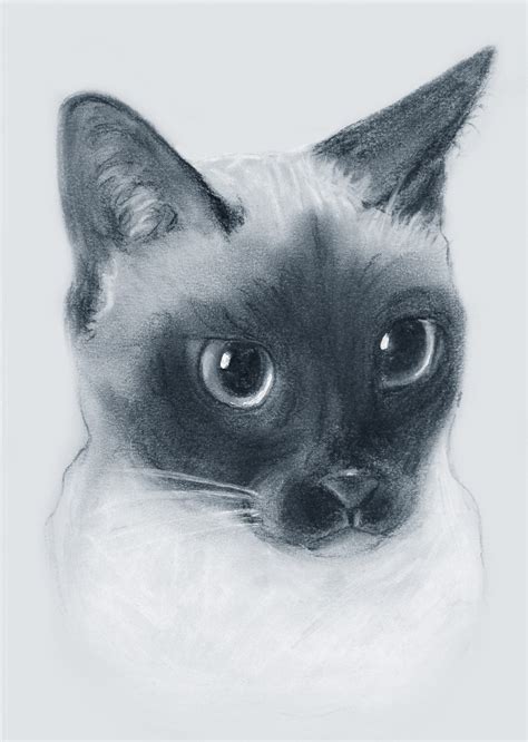 Cute Siamese Cat Drawings Images And Photos Finder
