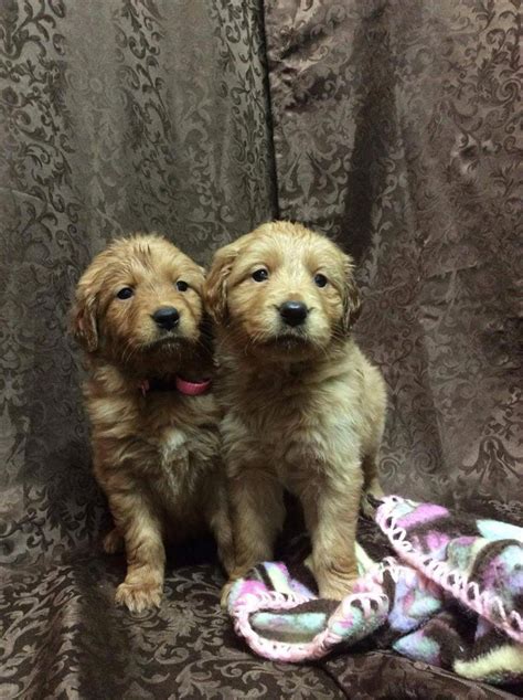 They had 9 beautiful puppies, 2 boys and 7 girls! Golden Retriever Puppies For Sale | Emlenton, PA #130275