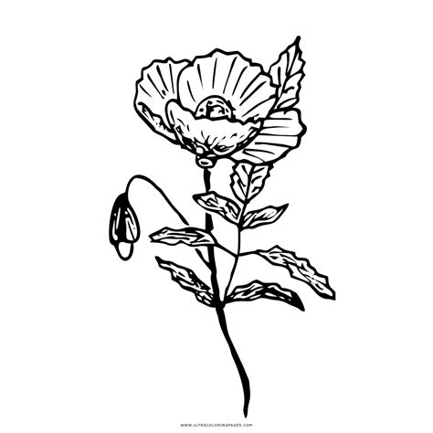 Golden Poppy Coloring Page