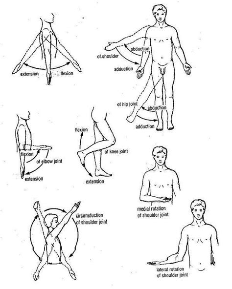 Basic Anatomical Terms Anatomy Exercise Physiology Anatomy And