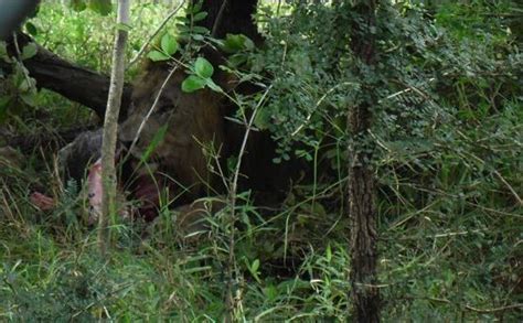 Lion Sighting Mkulumadzi Malawi Malawi Tree Plants