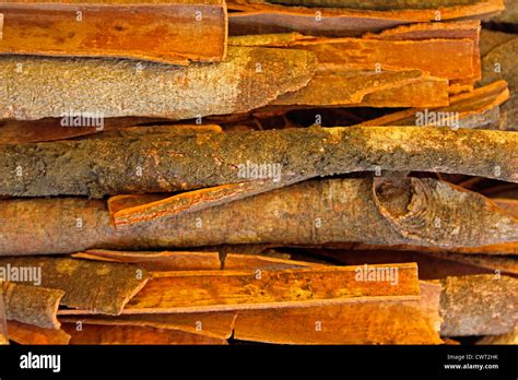 True Cinnamon Comes From The Inner Bark Of A Tree Called Cinnamomum