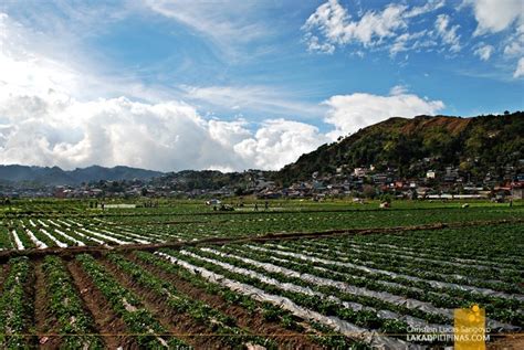 Benguet Strawberry Farm Forever At La Trinidad Lakad Pilipinas