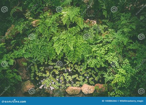Carpet Of Tropical Plants Green Tone Summer Spring Background