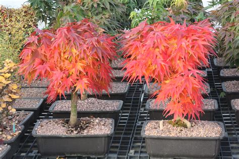 Acer Palmatum Mikawa Yatsubusa Dwarf Japanese Maple Garden Plants