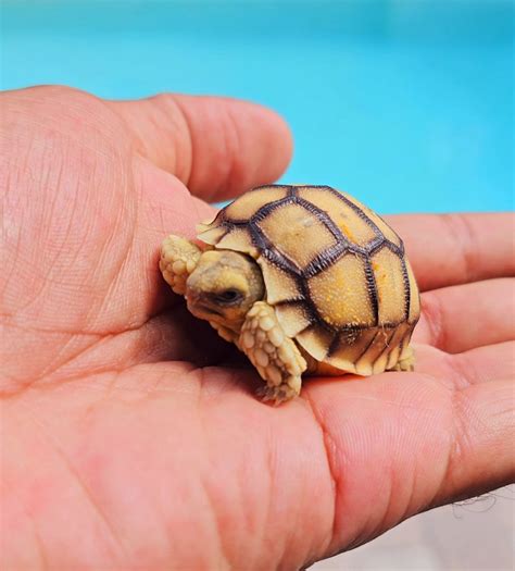 2 3 Baby Sulcata Tortoises Free Shipping Only 14999