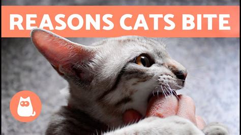Why Does My Cat Bite Me 🐱 6 Reasons For Cats Biting Youtube