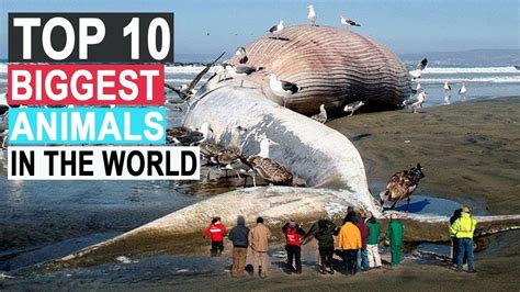 Top 10 Largest Animals In The World Youtube