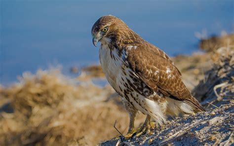 754989 Red Tailed Hawk Birds Hawk Rare Gallery HD Wallpapers