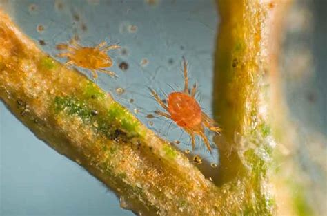 How To Identify Manage And Prevent Spider Mite Damage