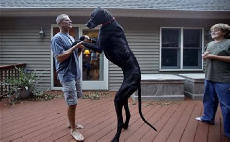 Worlds Tallest Dog Dies At Age 5 Inquirer News
